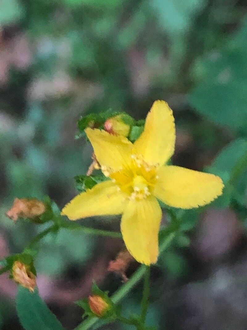 Hypericum pulchrum flower