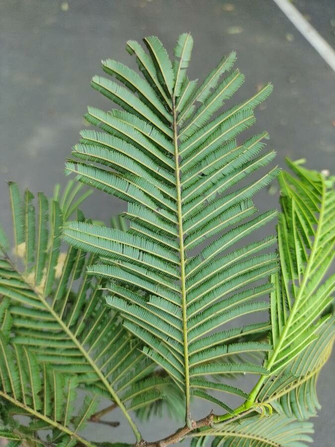 Anadenanthera colubrina leaf