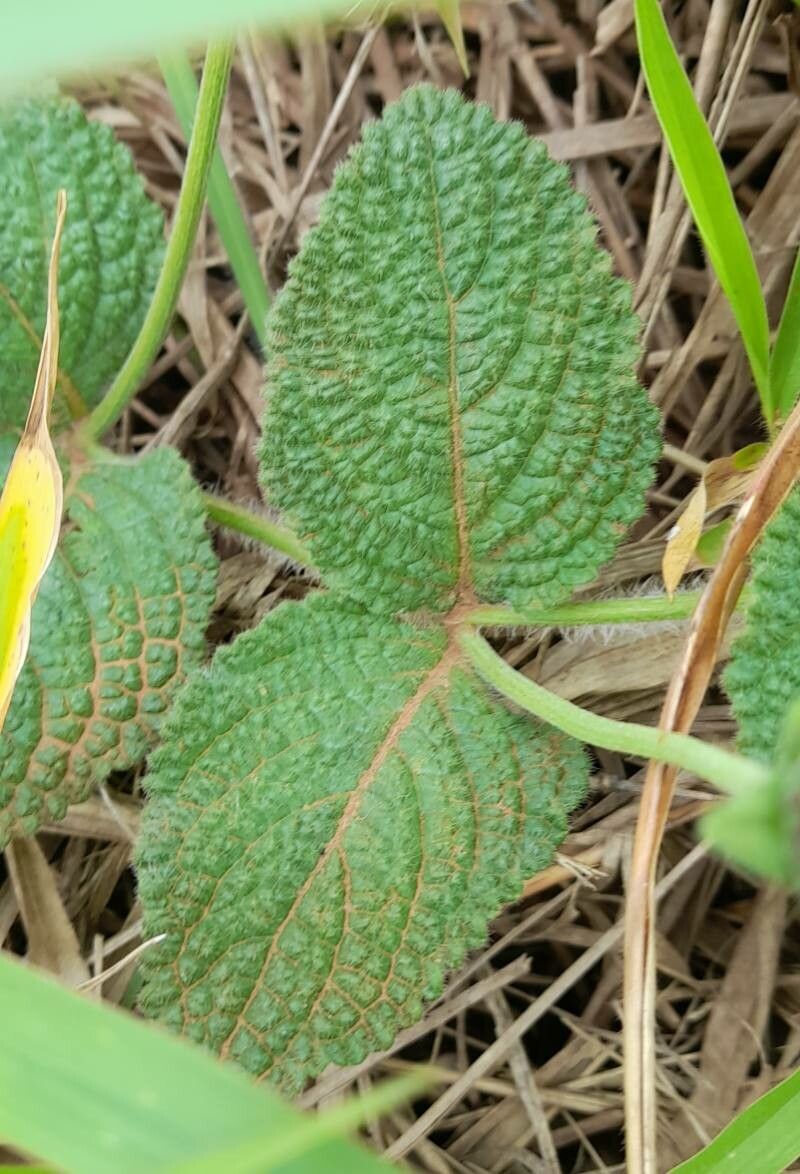 Hyptis comaroides — houseplant care guide