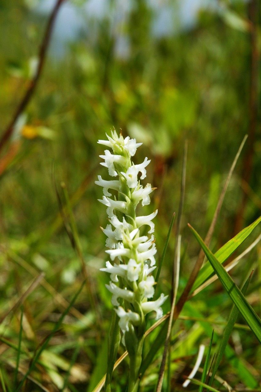 Spiranthes diluvialis — related species from the same genus