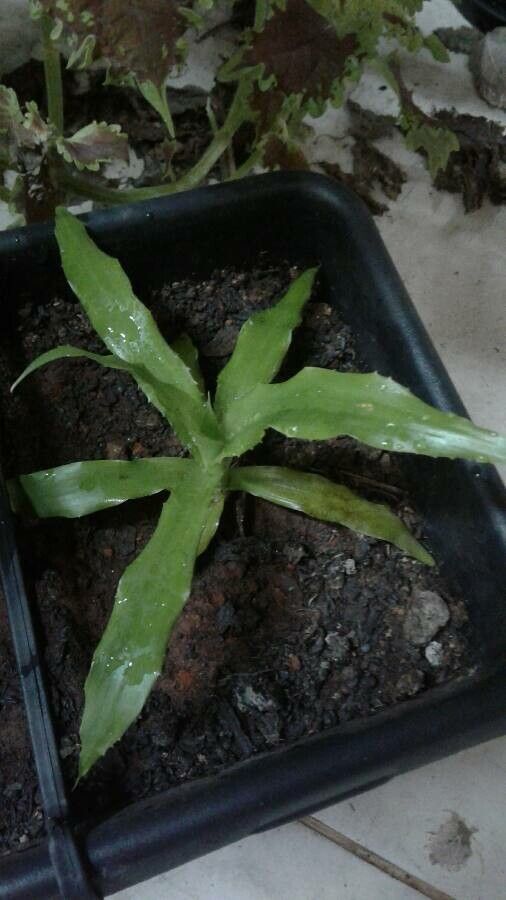 Bromelia laciniosa leaf