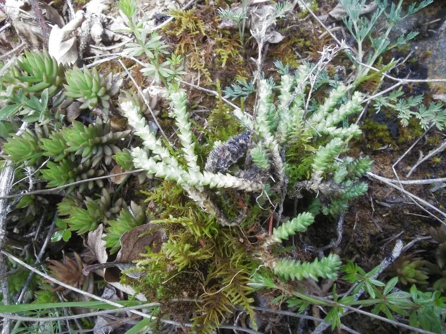 Selaginella helvetica leaf
