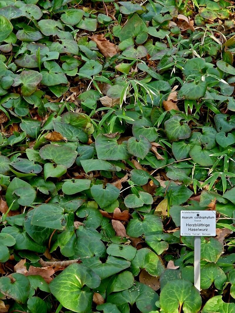 Asarum cardiophyllum habit