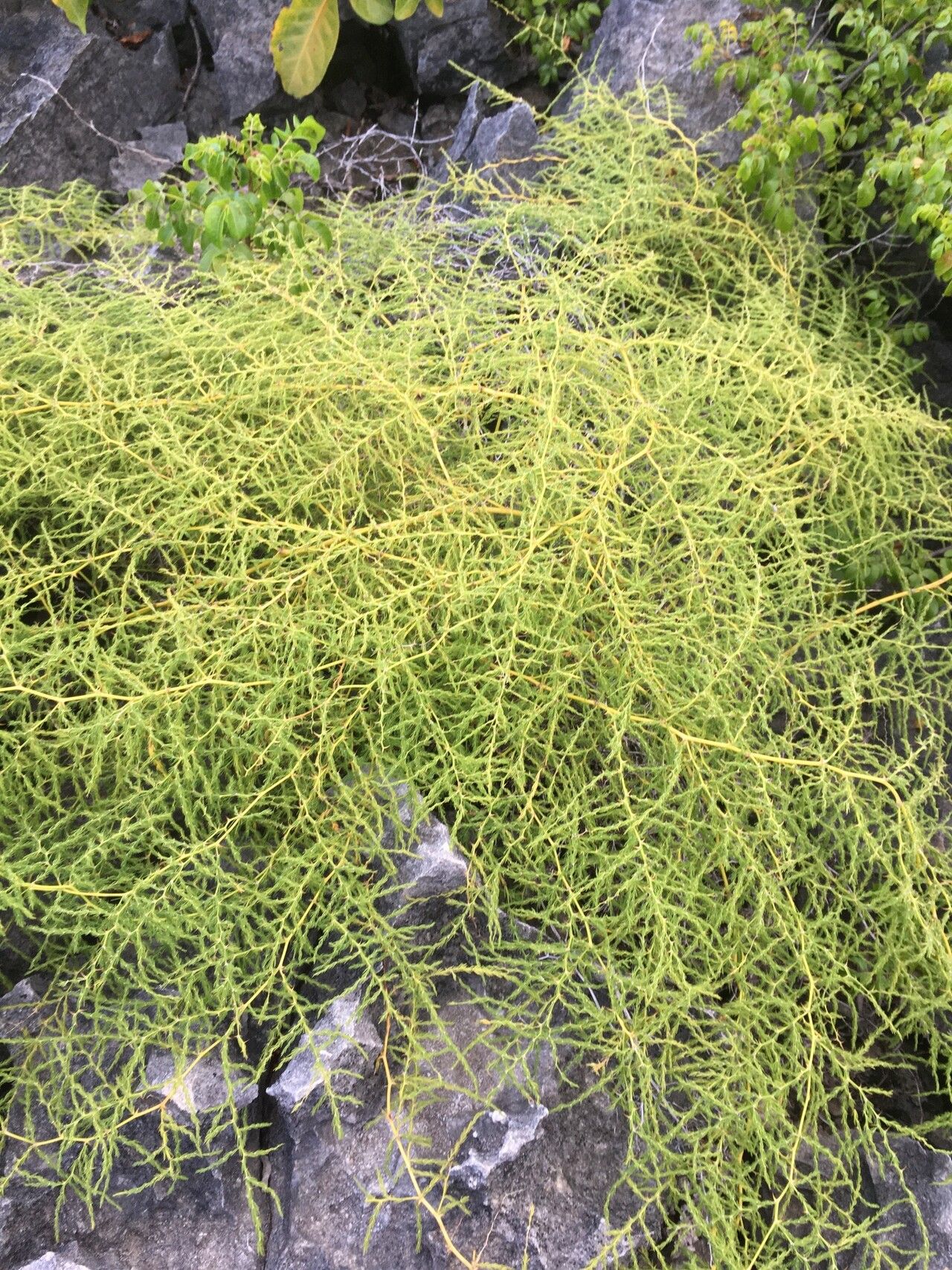 Asparagus greveanus leaf