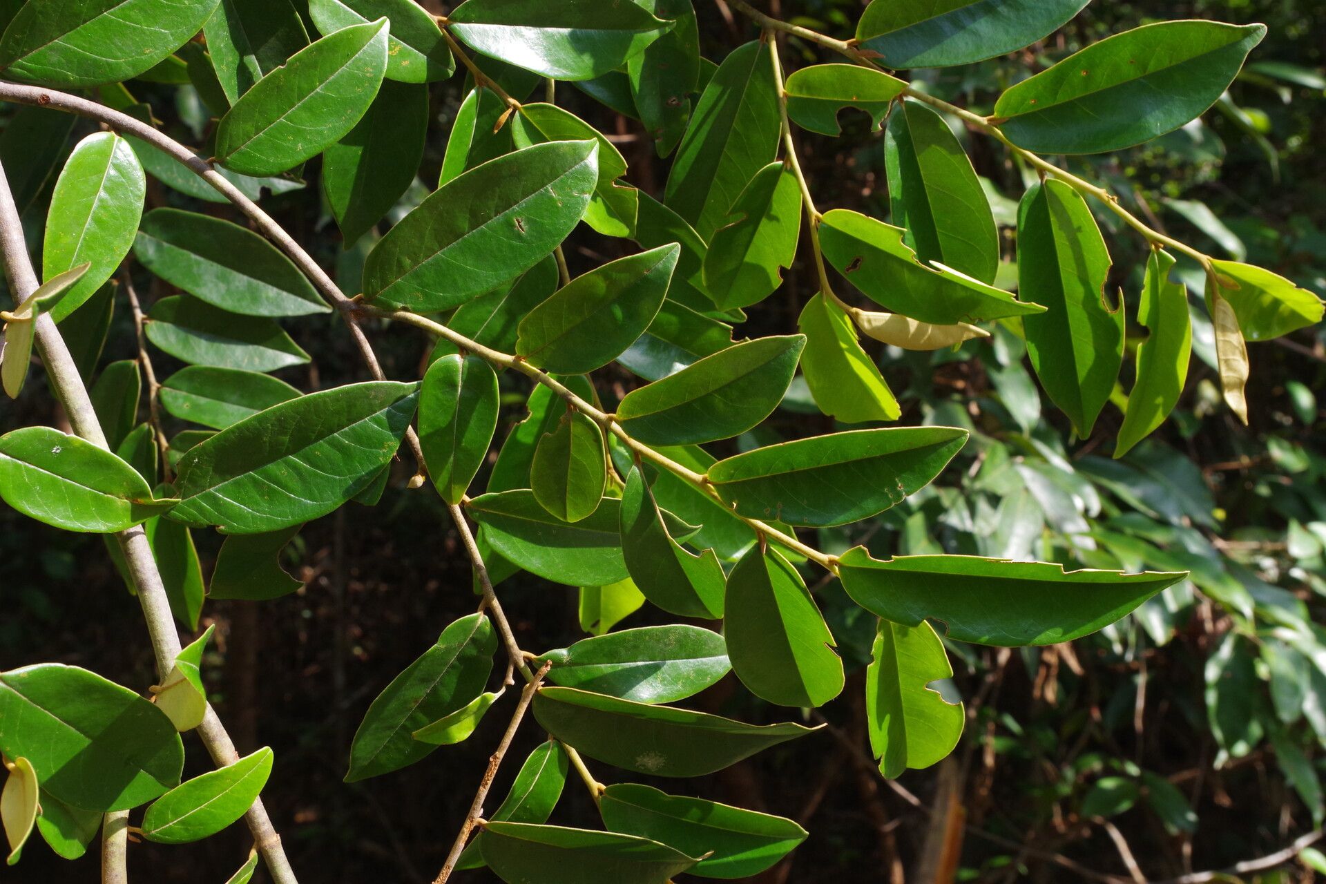 Uvaria klaineana — houseplant care guide