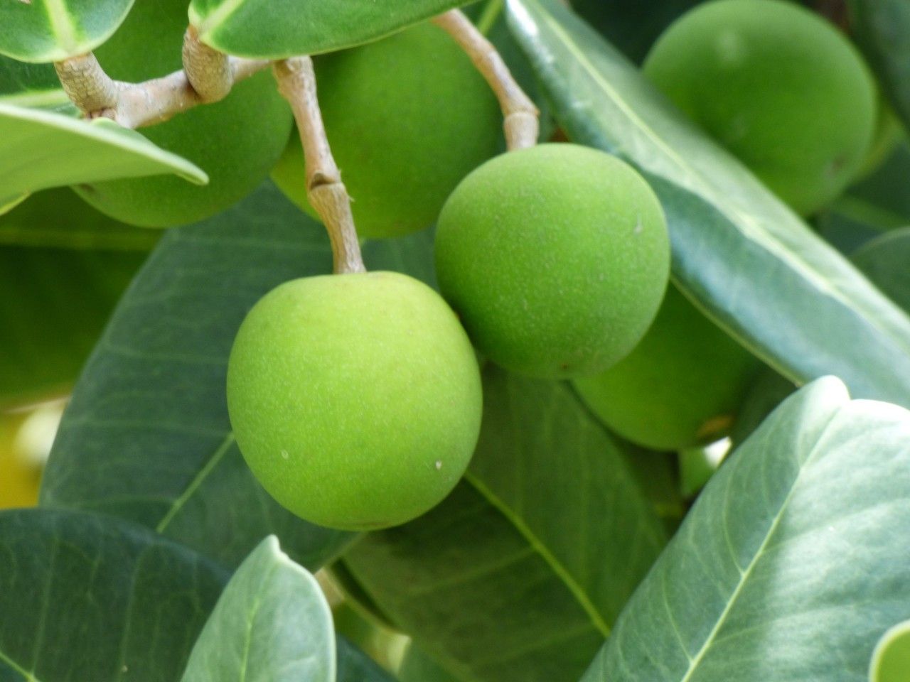 Noronhia emarginata fruit