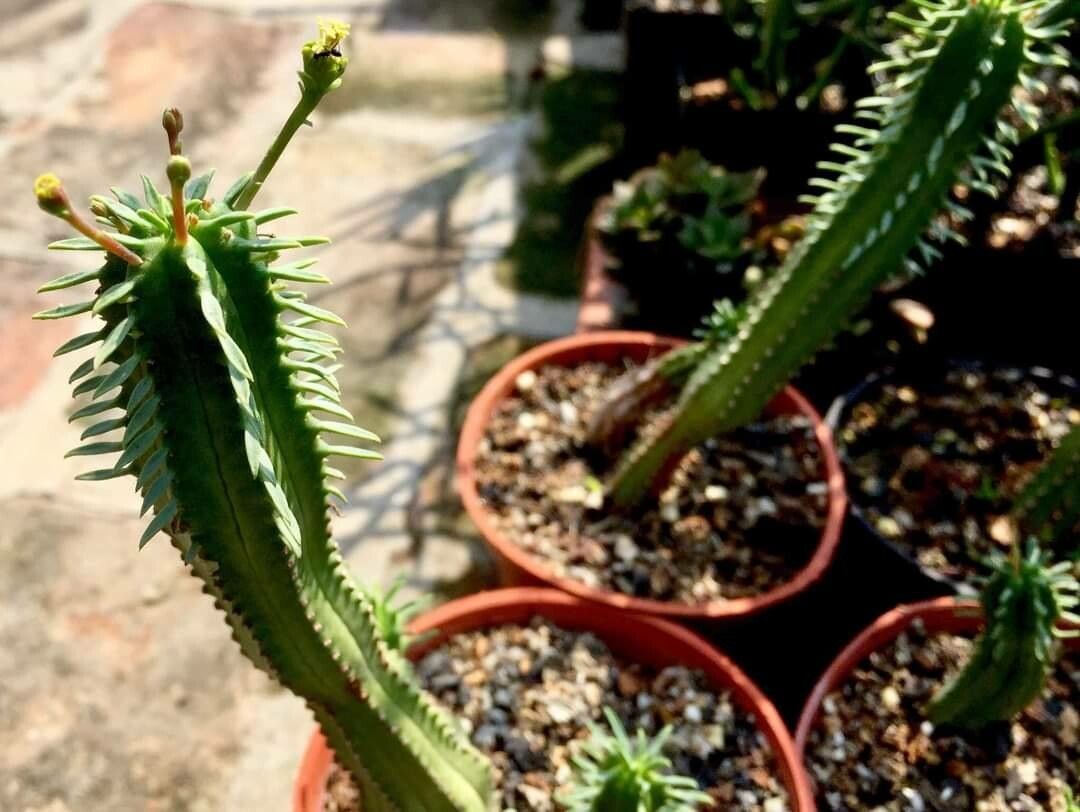 Euphorbia tubiglans leaf