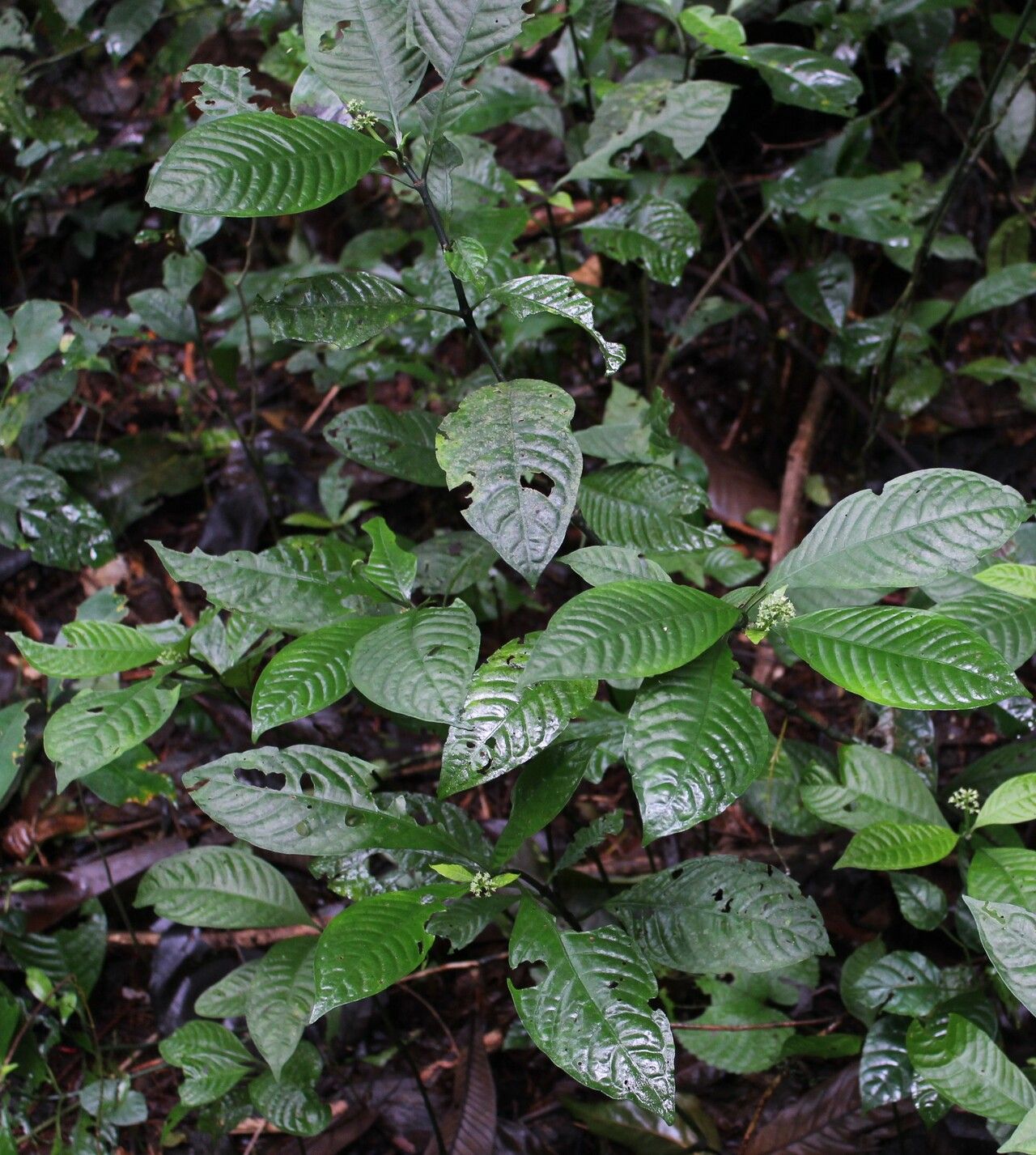 Psychotria cornuta habit