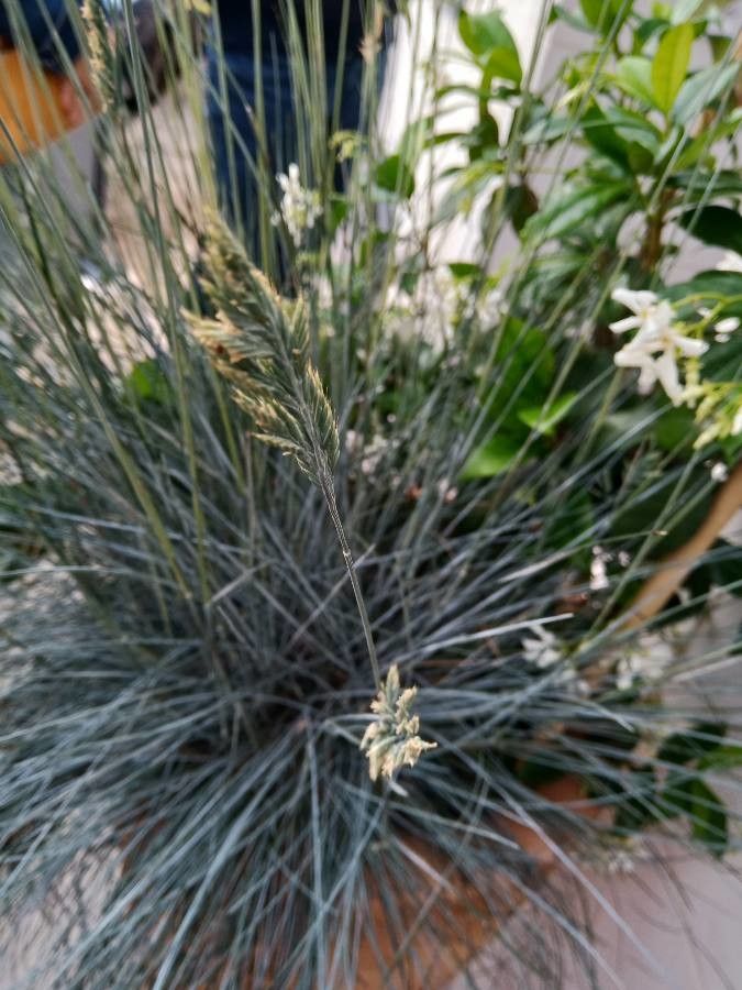 Festuca cinerea leaf