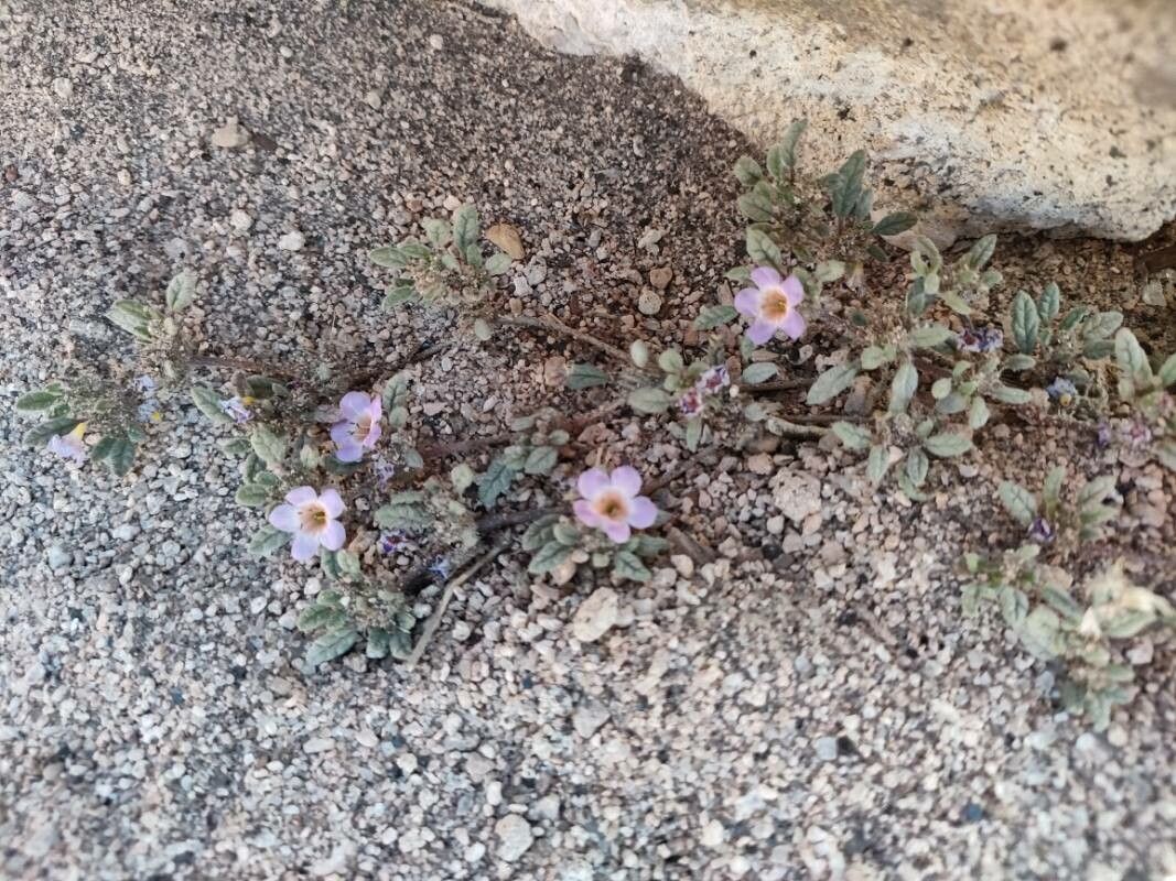 Tiquilia atacamensis habit