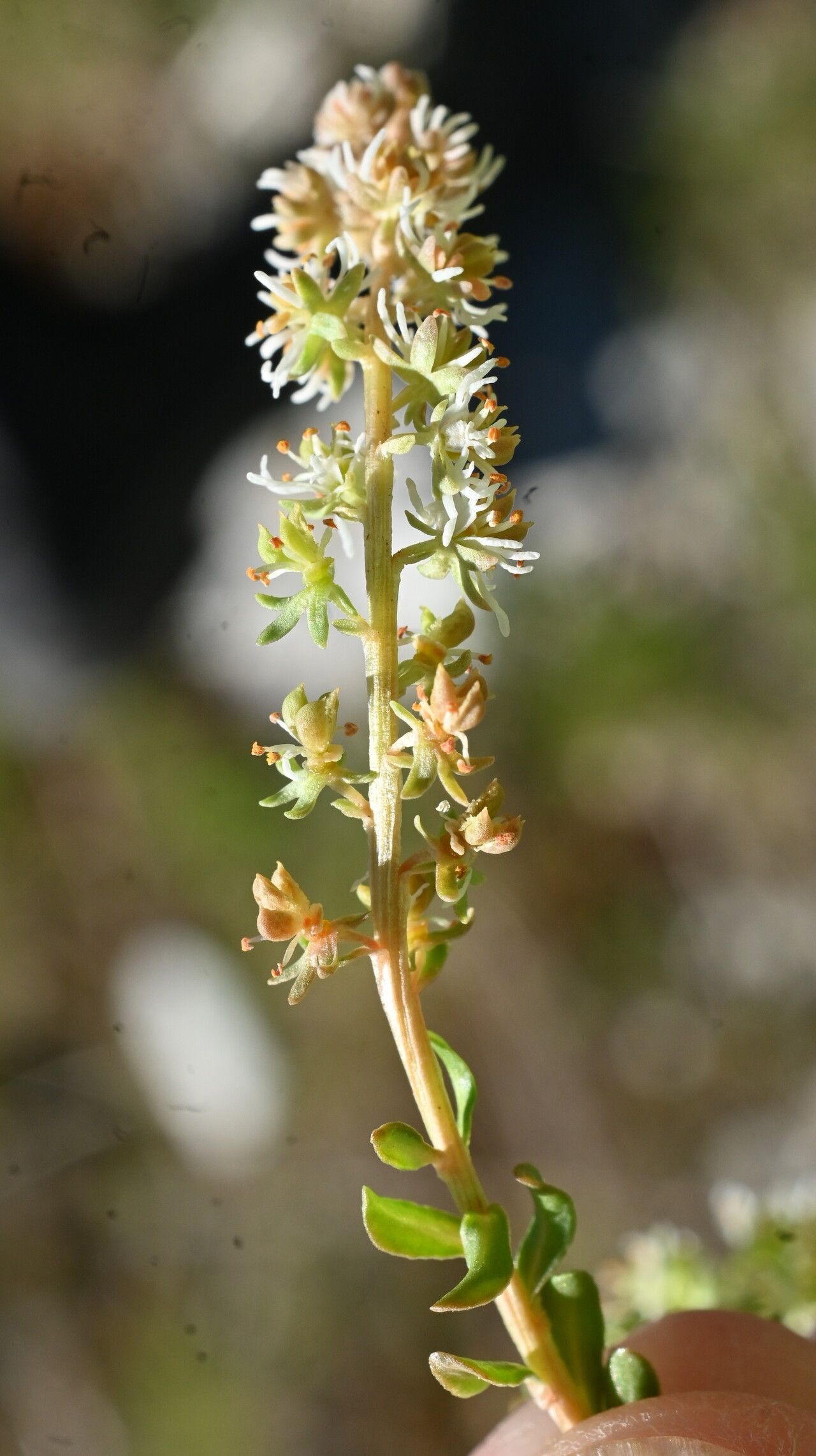Sesamoides prostrata flower