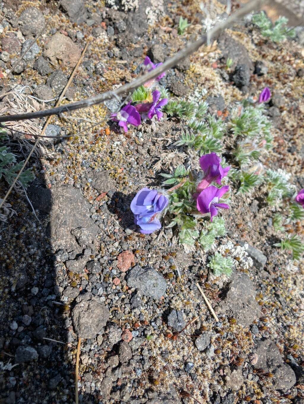 Oxytropis revoluta — houseplant care guide