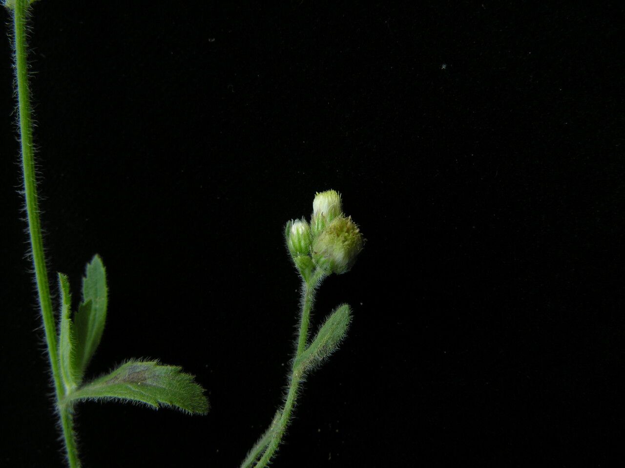 Eschenbachia japonica habit