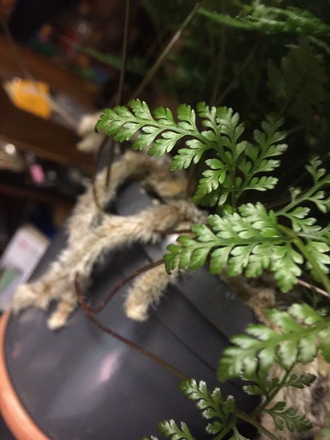 Davallia teyermannii leaf