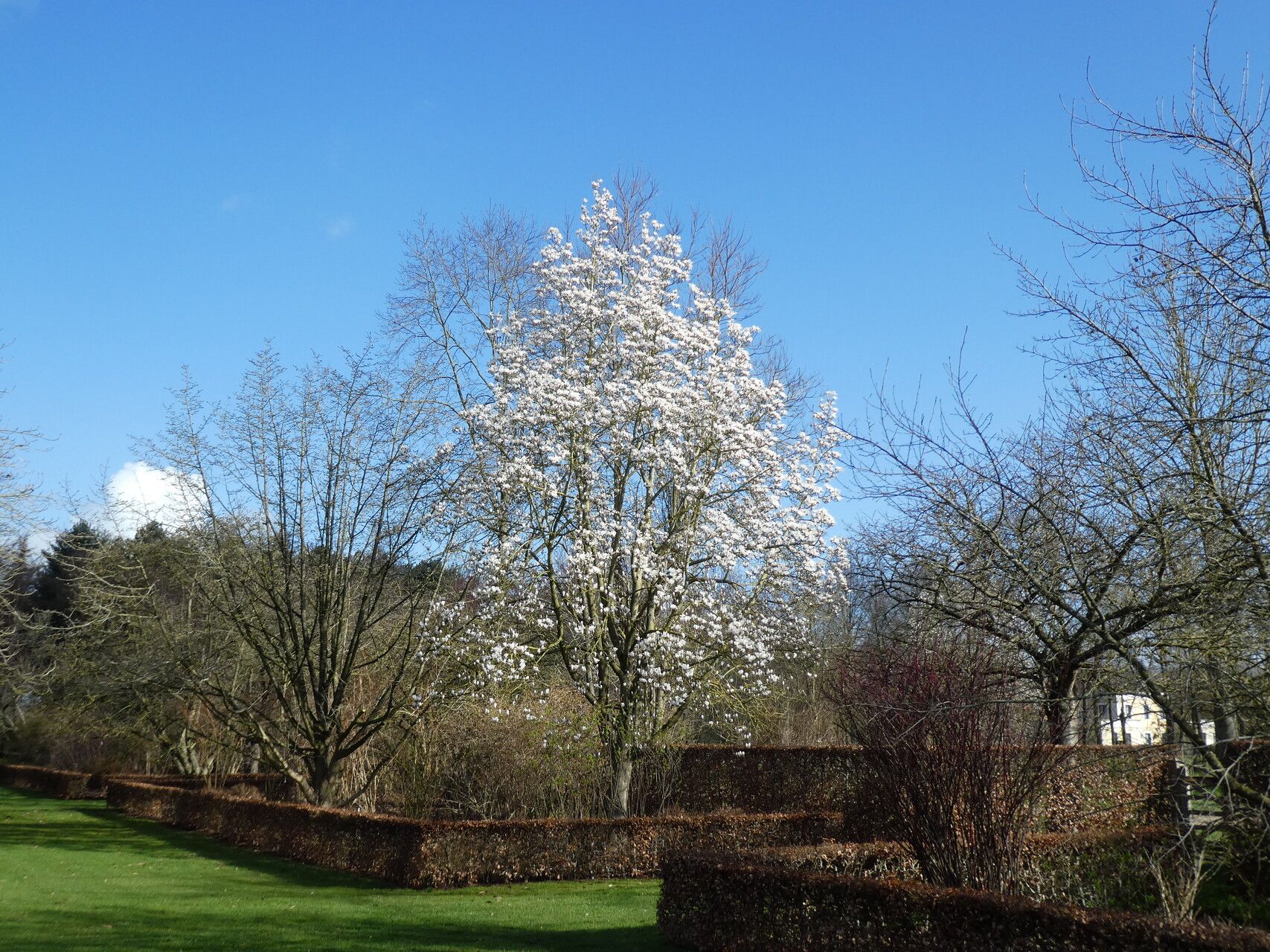 Magnolia biondii habit