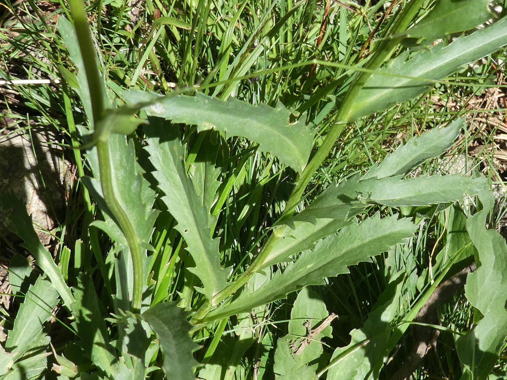 Leucanthemum catalaunicum leaf