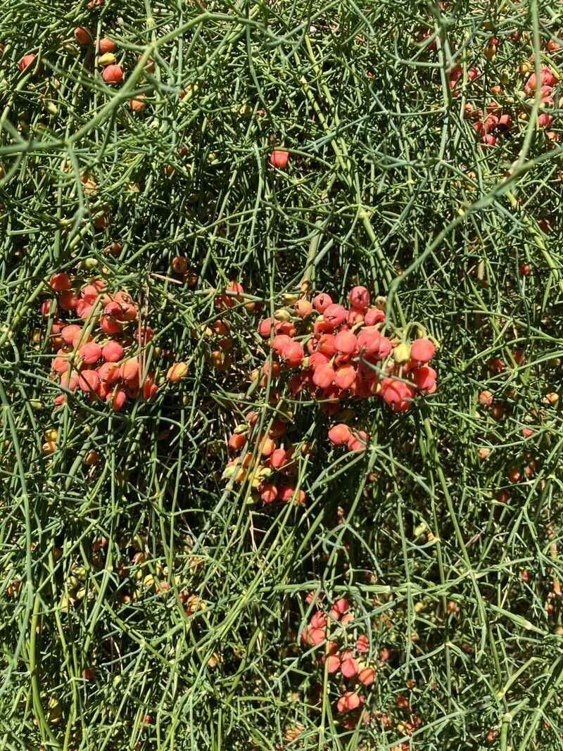 Ephedra altissima fruit