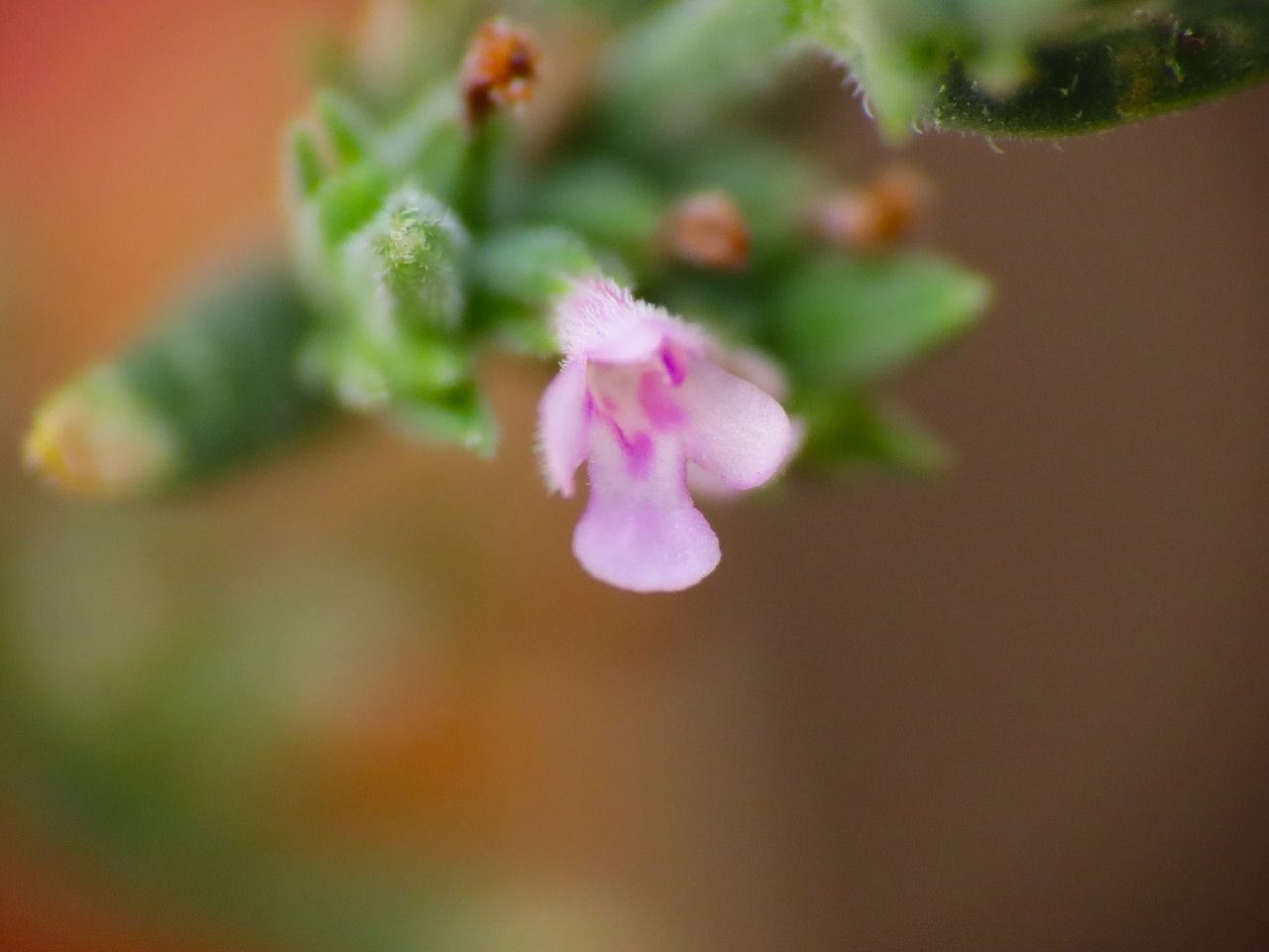 Micromeria juliana flower