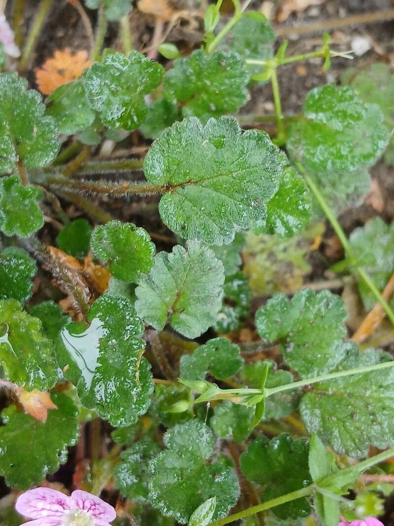 Erodium × variabile — search result for 'Erodium'