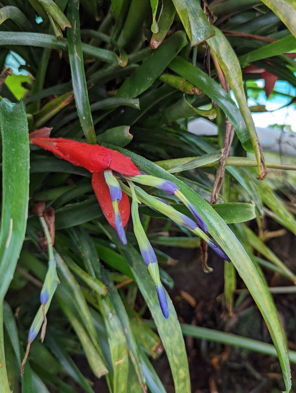 Billbergia buchholtzii flower