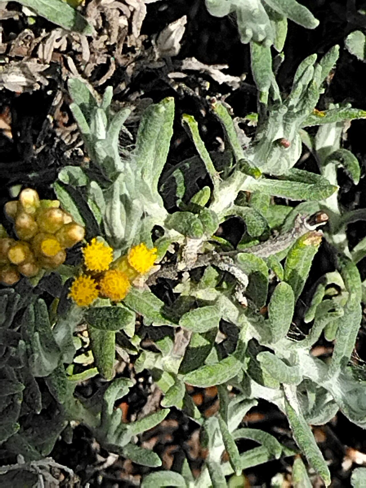 Helichrysum revolutum flower