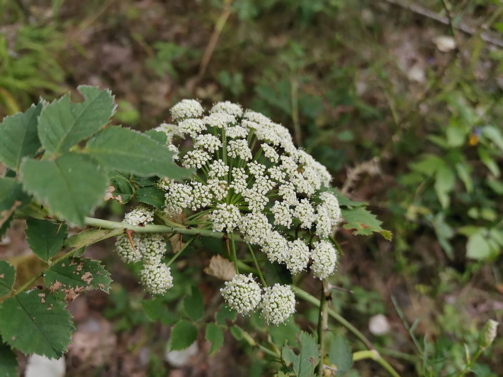 Cenolophium fischeri flower