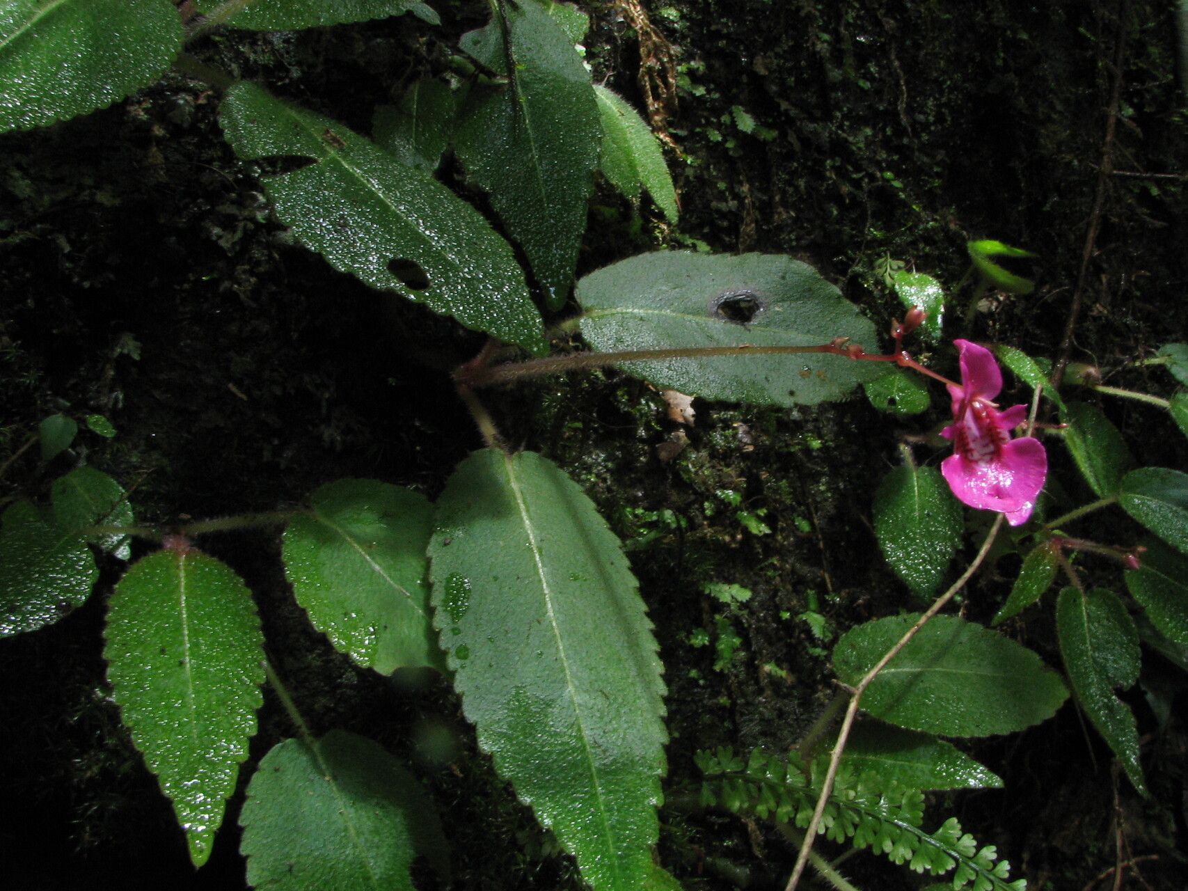 Impatiens palpebrata — houseplant care guide