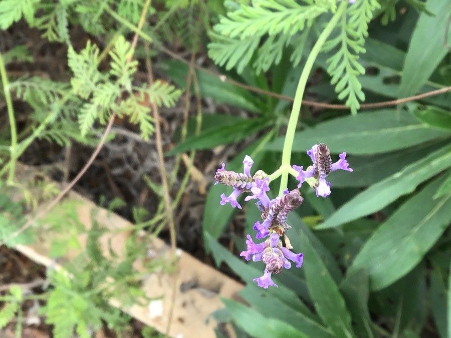Lavandula buchii flower