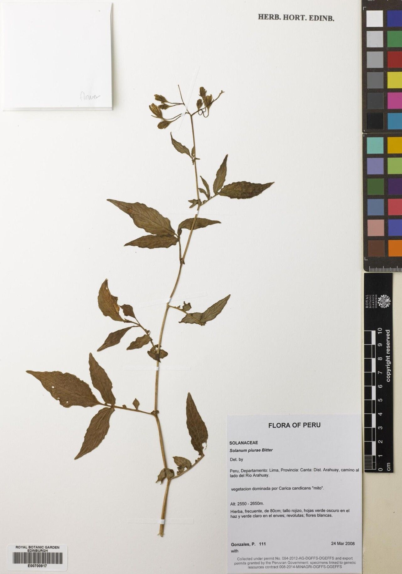 Solanum piurae — houseplant care guide