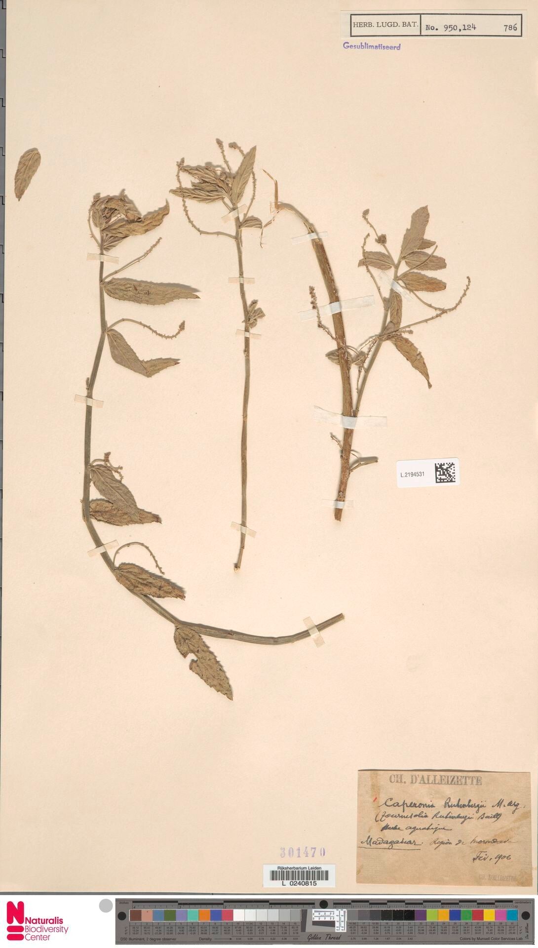 Caperonia rutenbergii — related species from the same genus