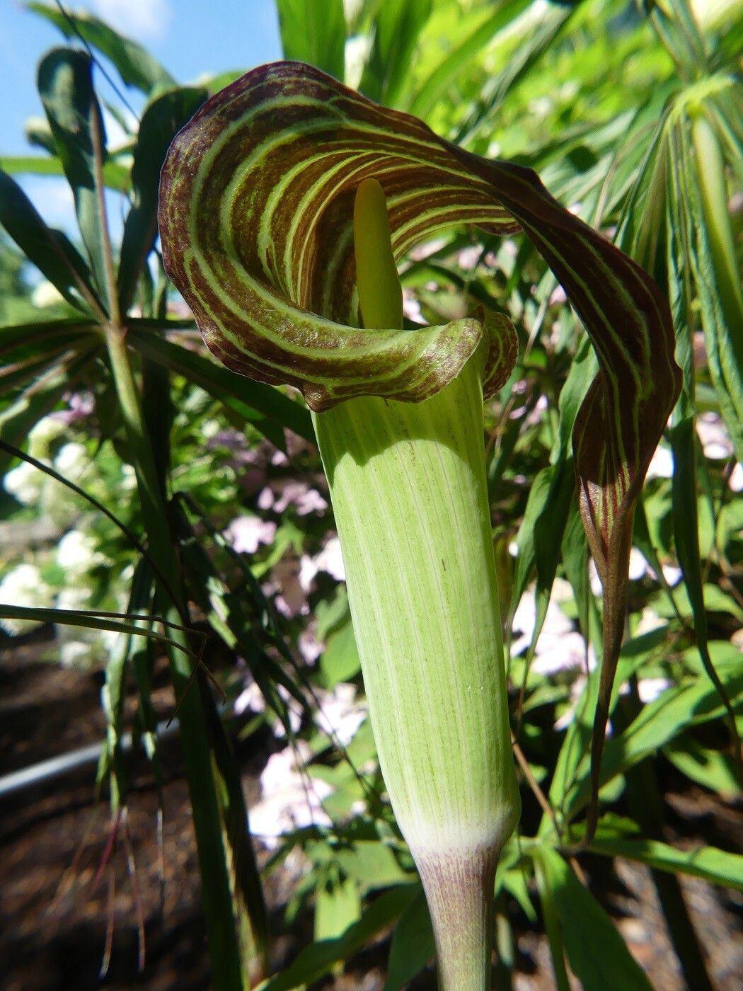 Arisaema ciliatum flower