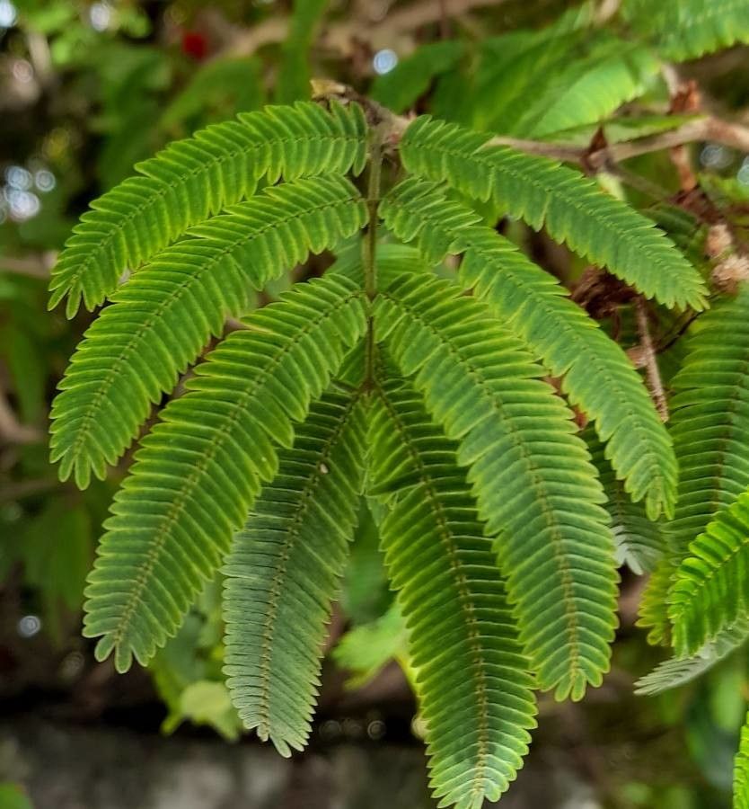 Calliandra tweedii leaf