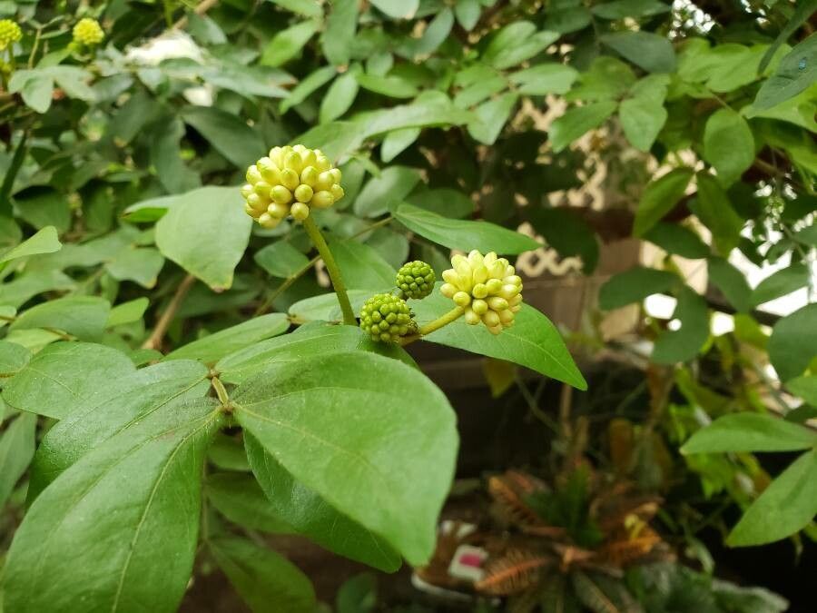 Calliandra haematocephala fruit