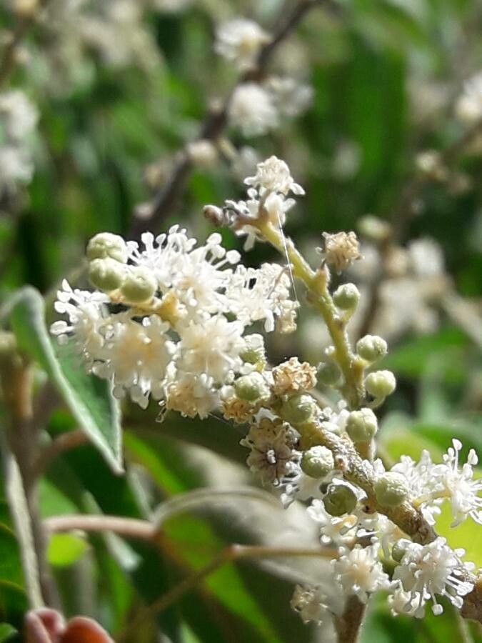 Croton flavens flower