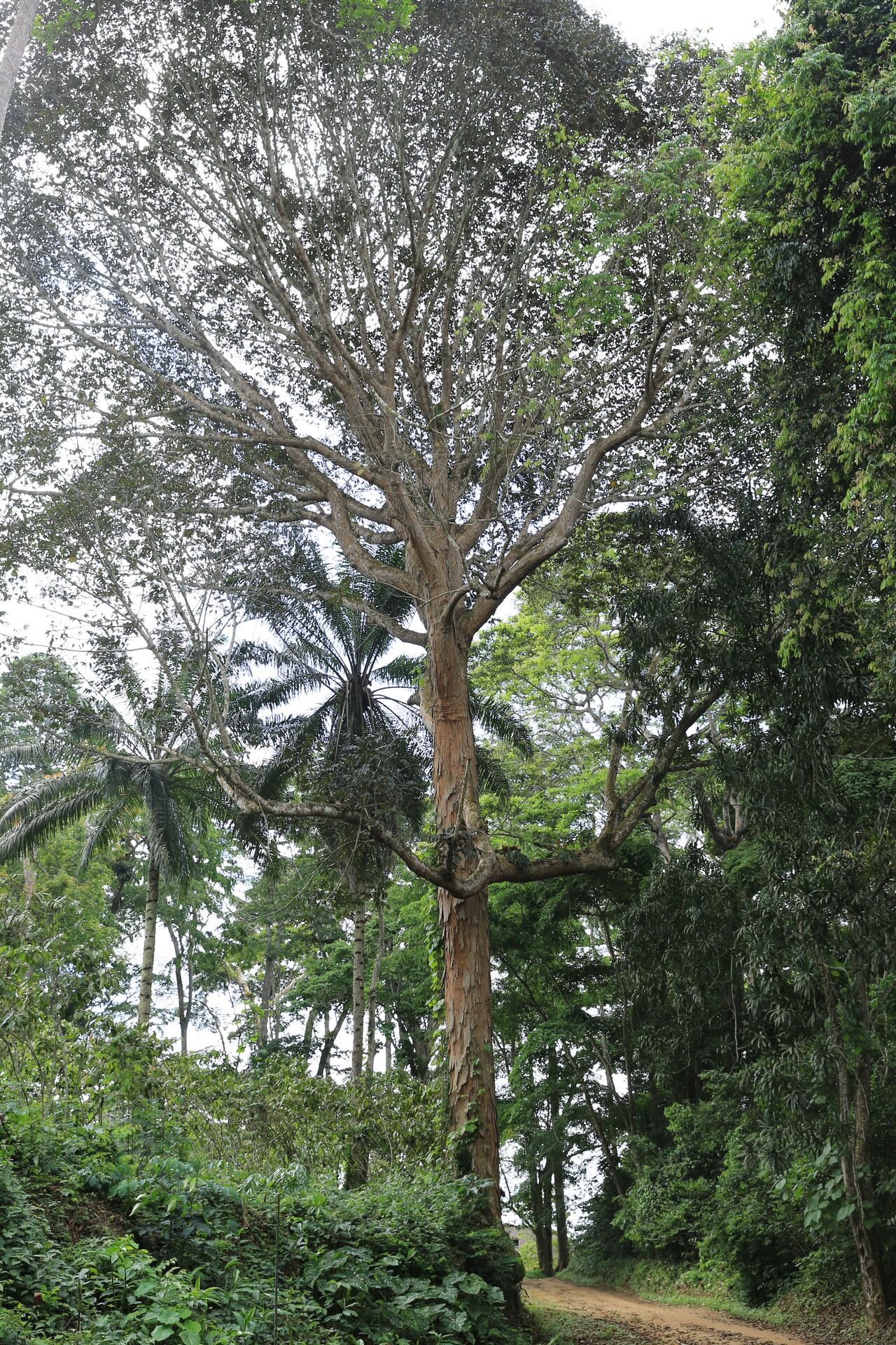 Pachylobus pubescens habit