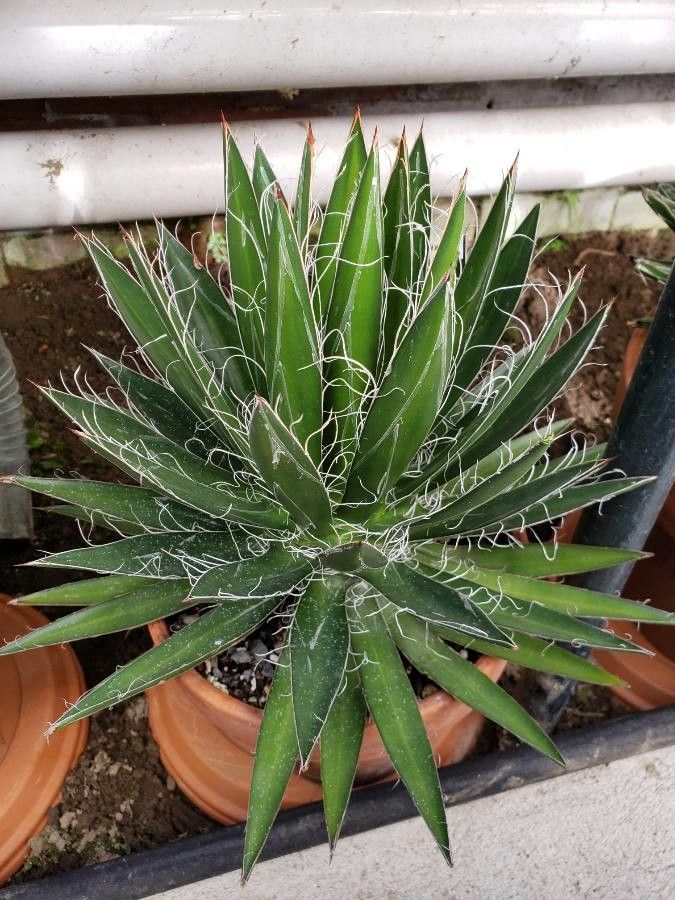 Agave schidigera habit
