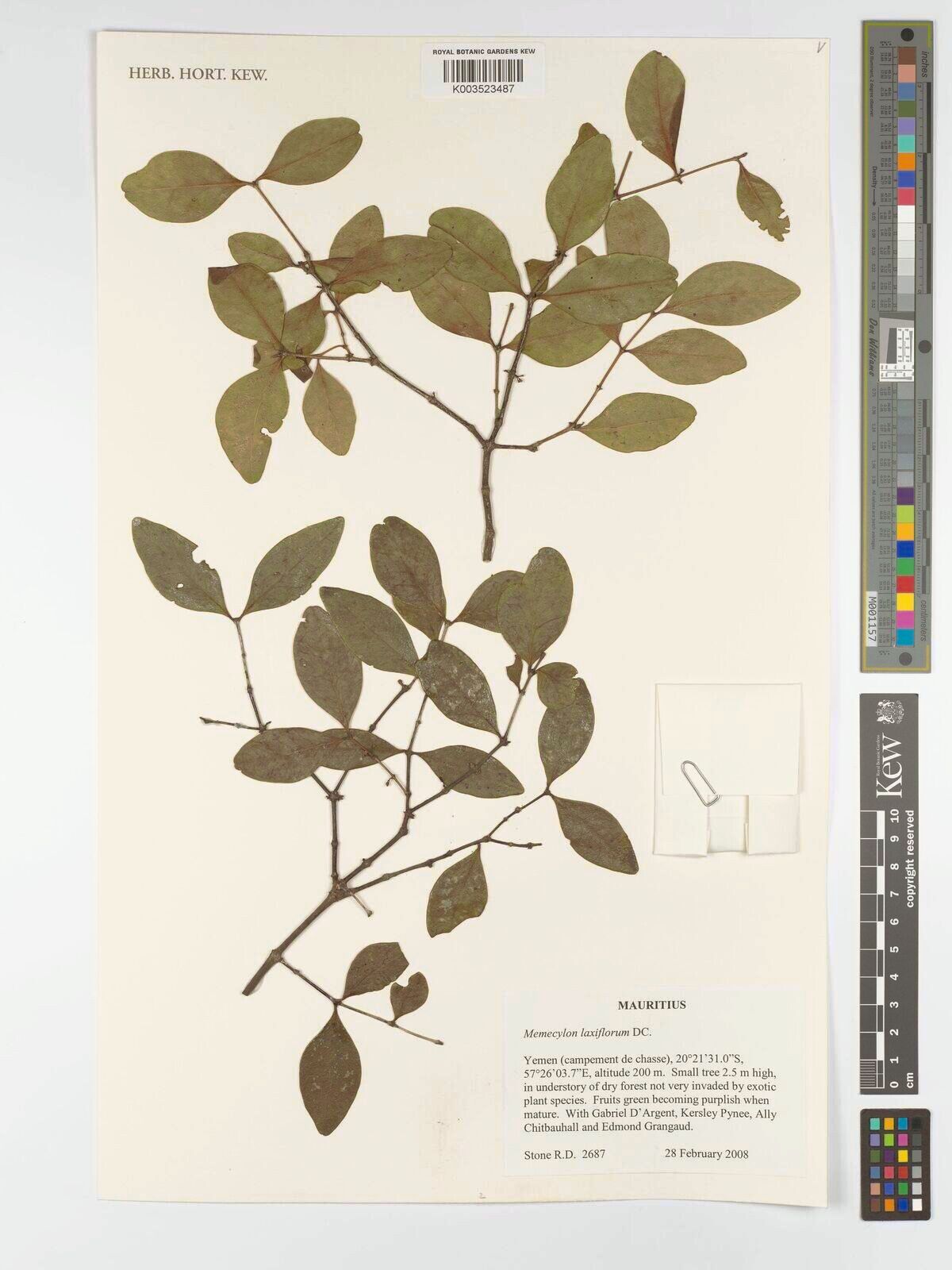 Memecylon ovatifolium — houseplant care guide