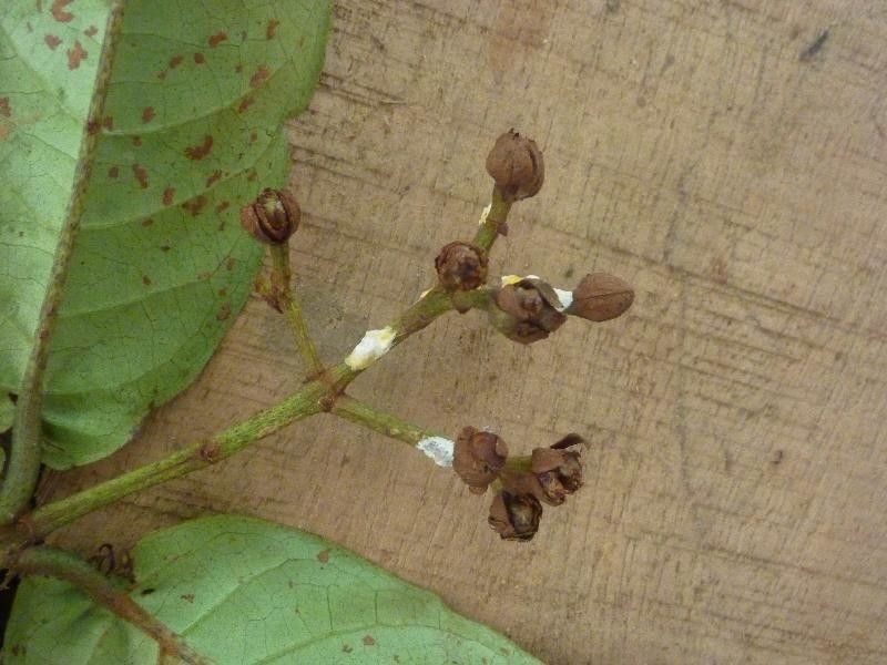 Vismia sessilifolia fruit