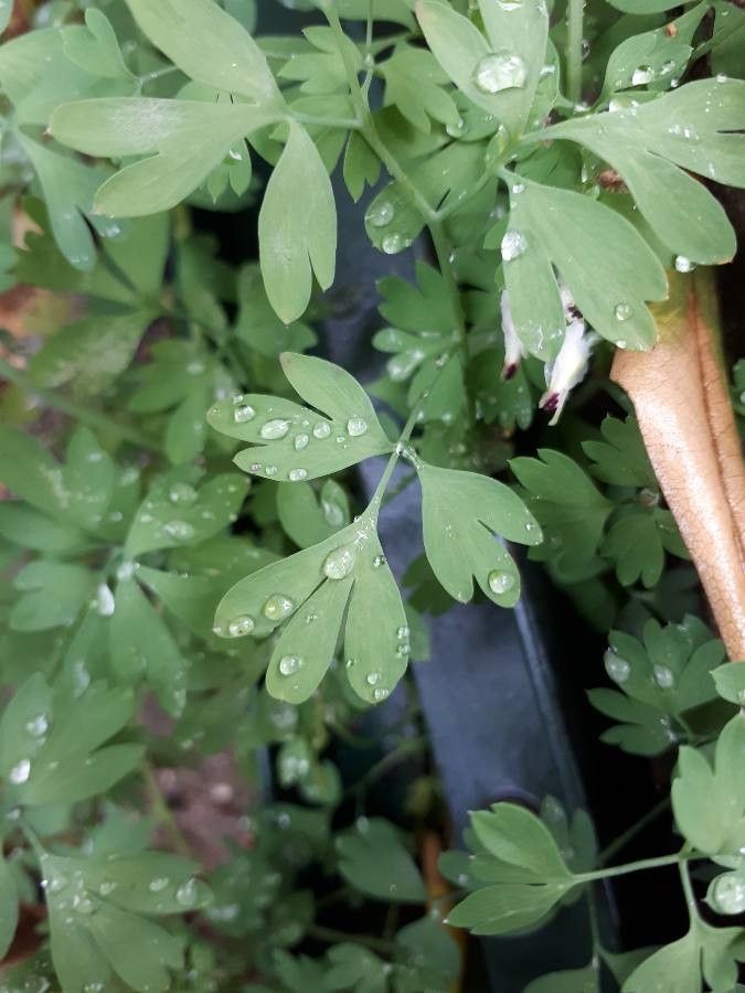 Fumaria bicolor leaf