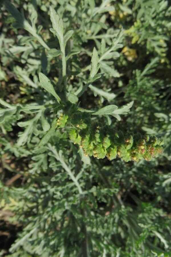 Ambrosia chamissonis flower