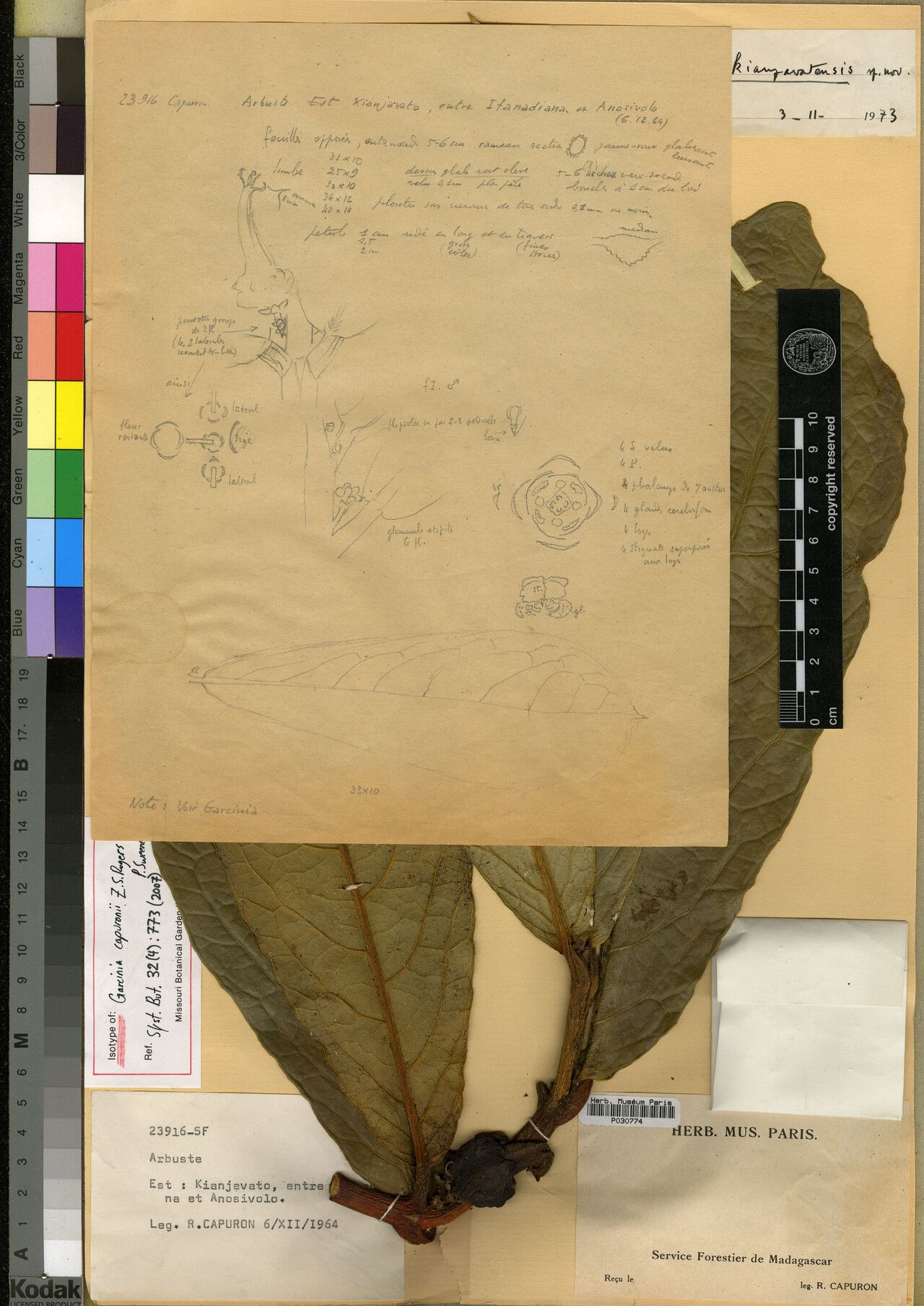 Garcinia capuronii — houseplant care guide