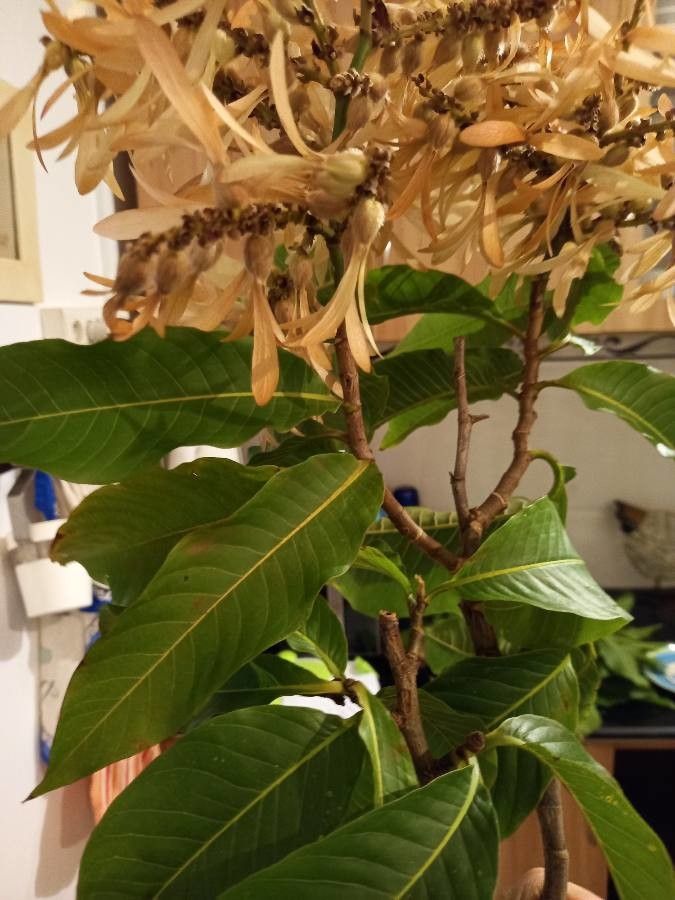 Triplaris americana — search result for 'Panama'