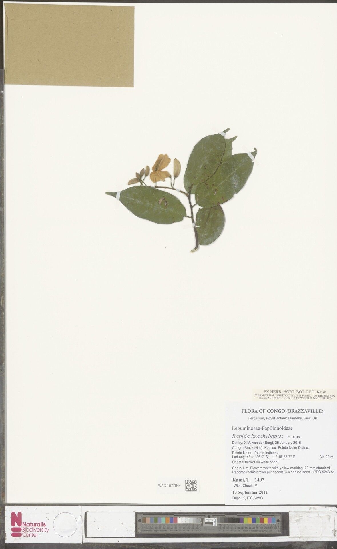 Baphia brachybotrys — related species from the same genus