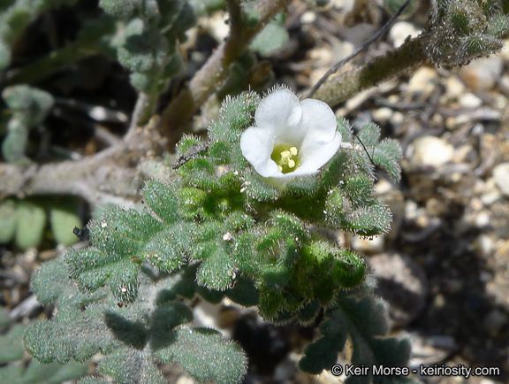 Phacelia affinis
