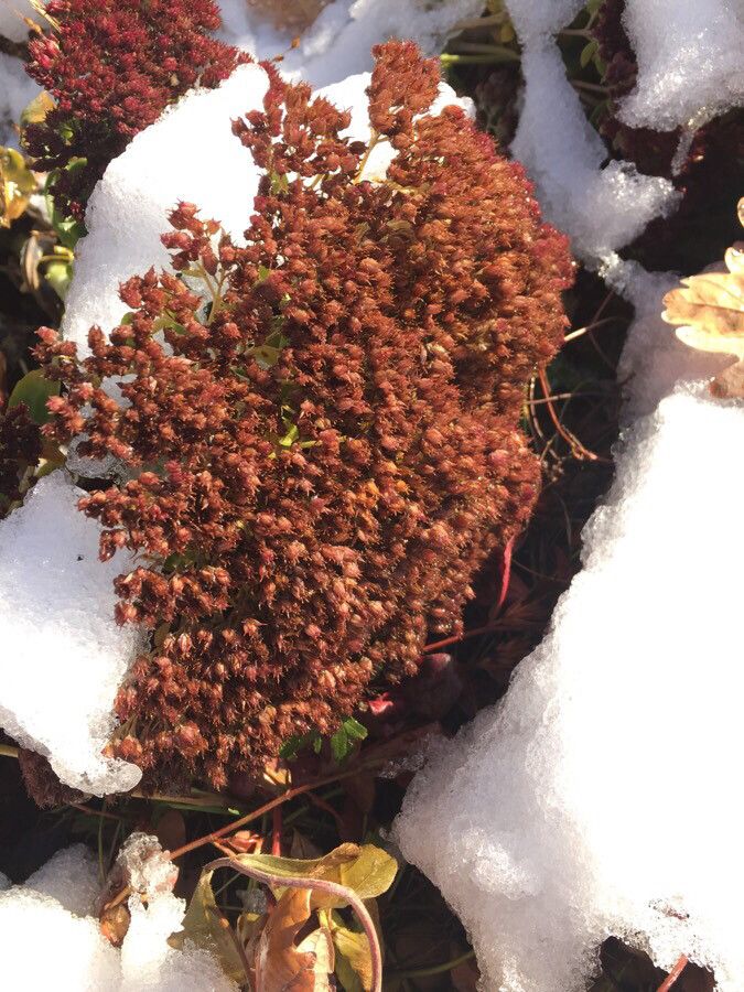 Hylotelephium maximum fruit