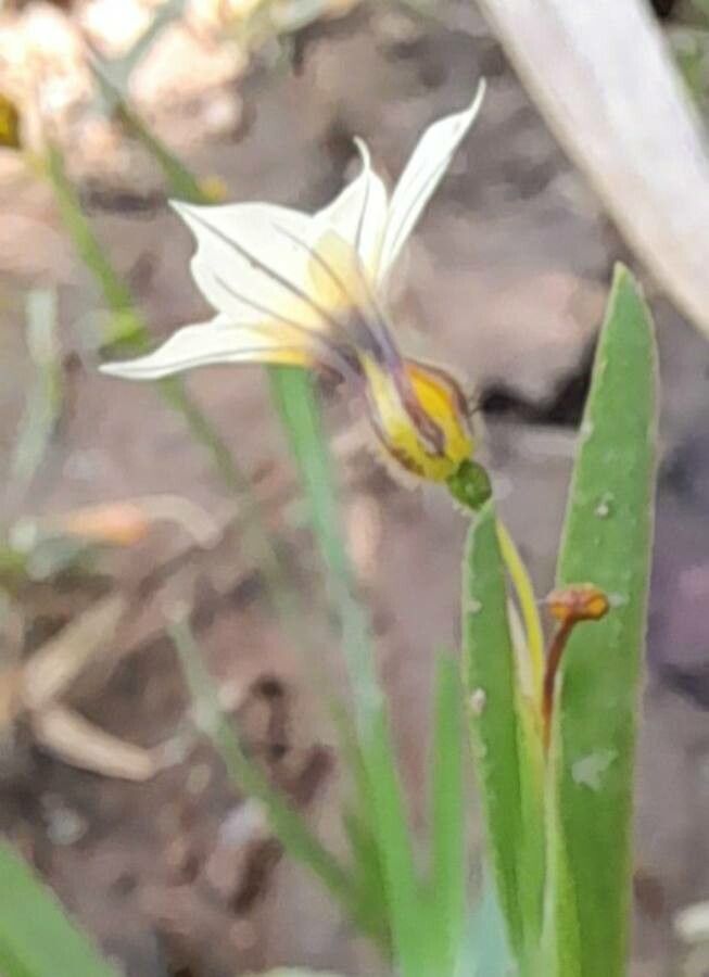 Sisyrinchium micranthum flower
