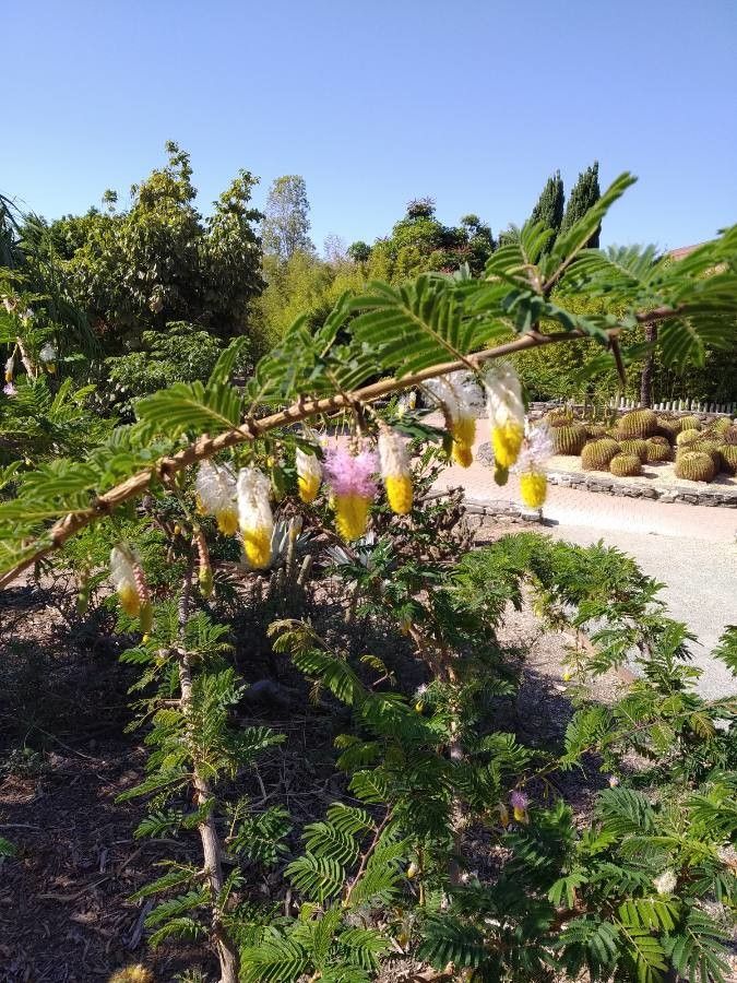 Dichrostachys cinerea flower
