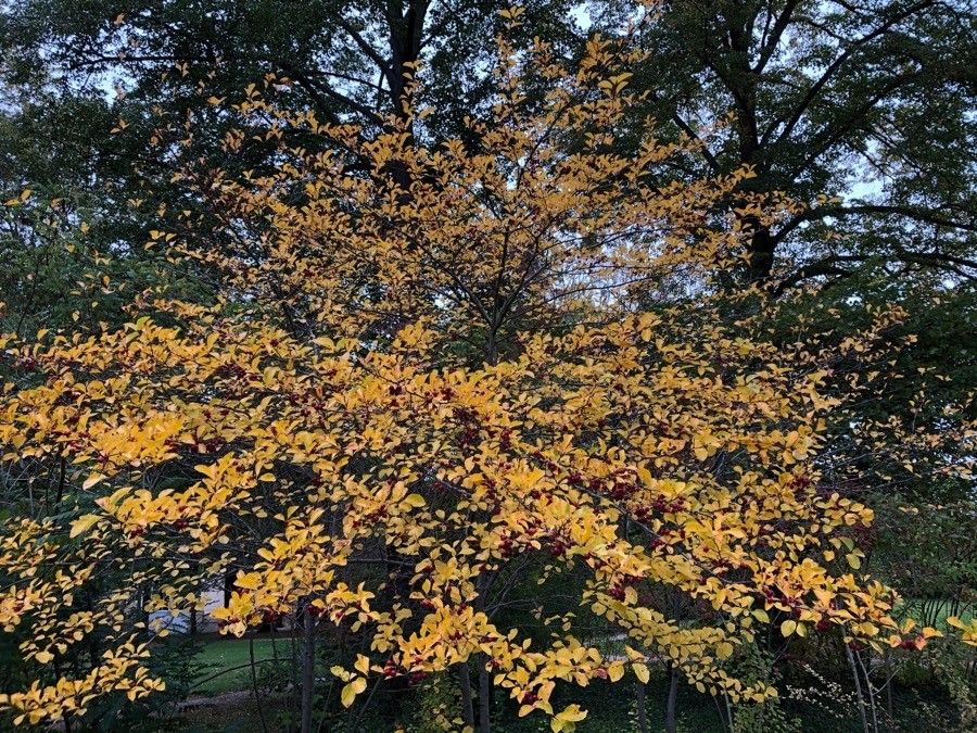 Crataegus persimilis flower