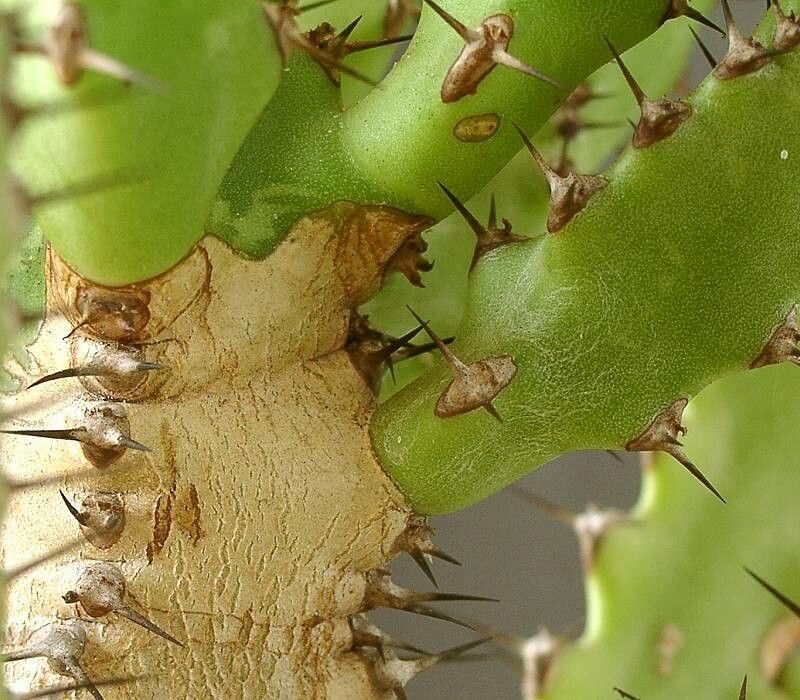 Euphorbia tenuirama — houseplant care guide