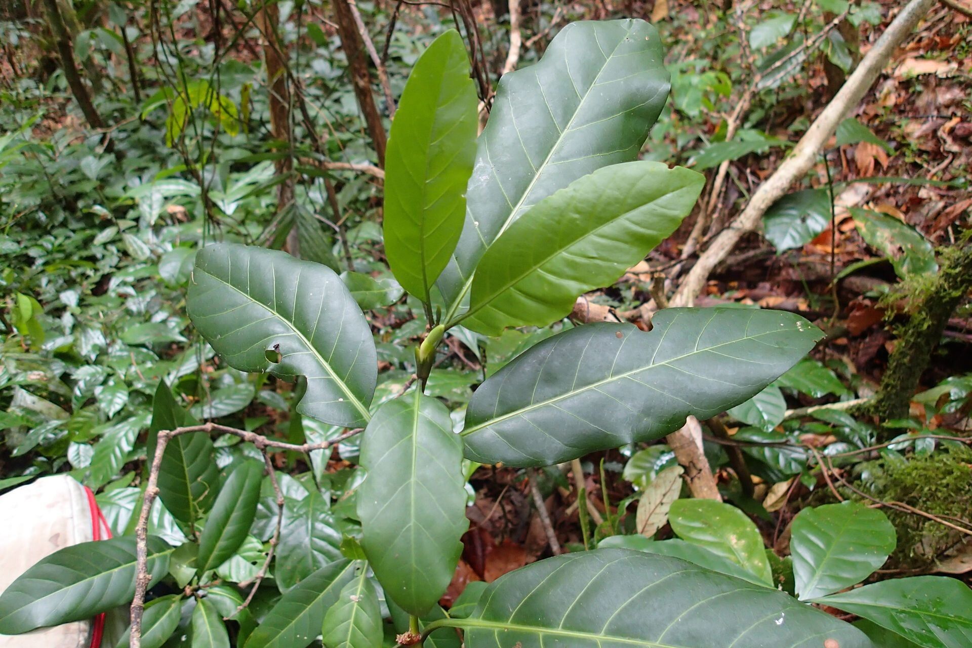 Atractocarpus ngoyensis — search result for 'Atractocarpus'